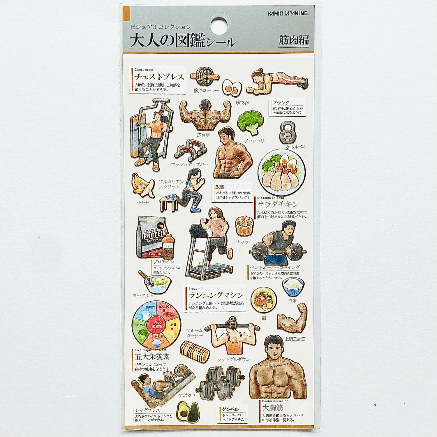 肌肉 大人的圖鑑 金箔壓印手帳貼紙｜日本Kamio