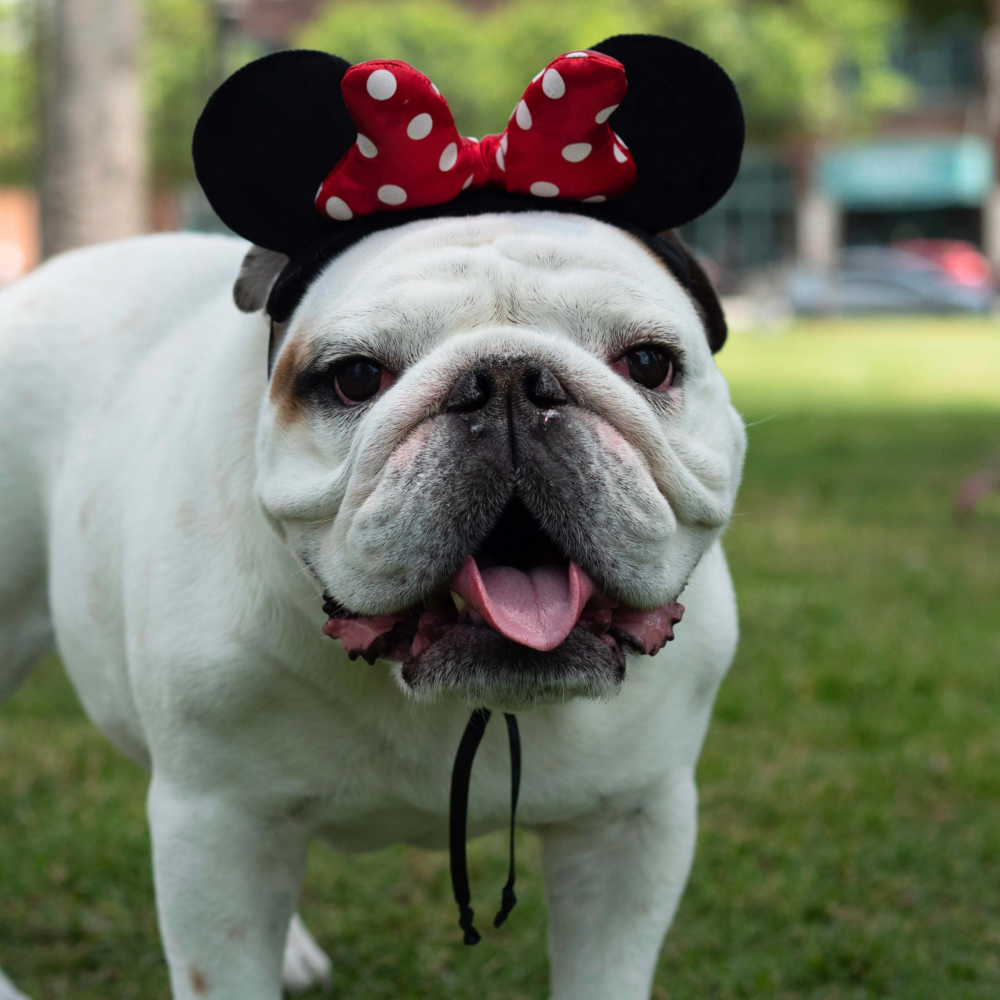 Minnie Mouse Premium Disney Ears Head Accessory for Pets
