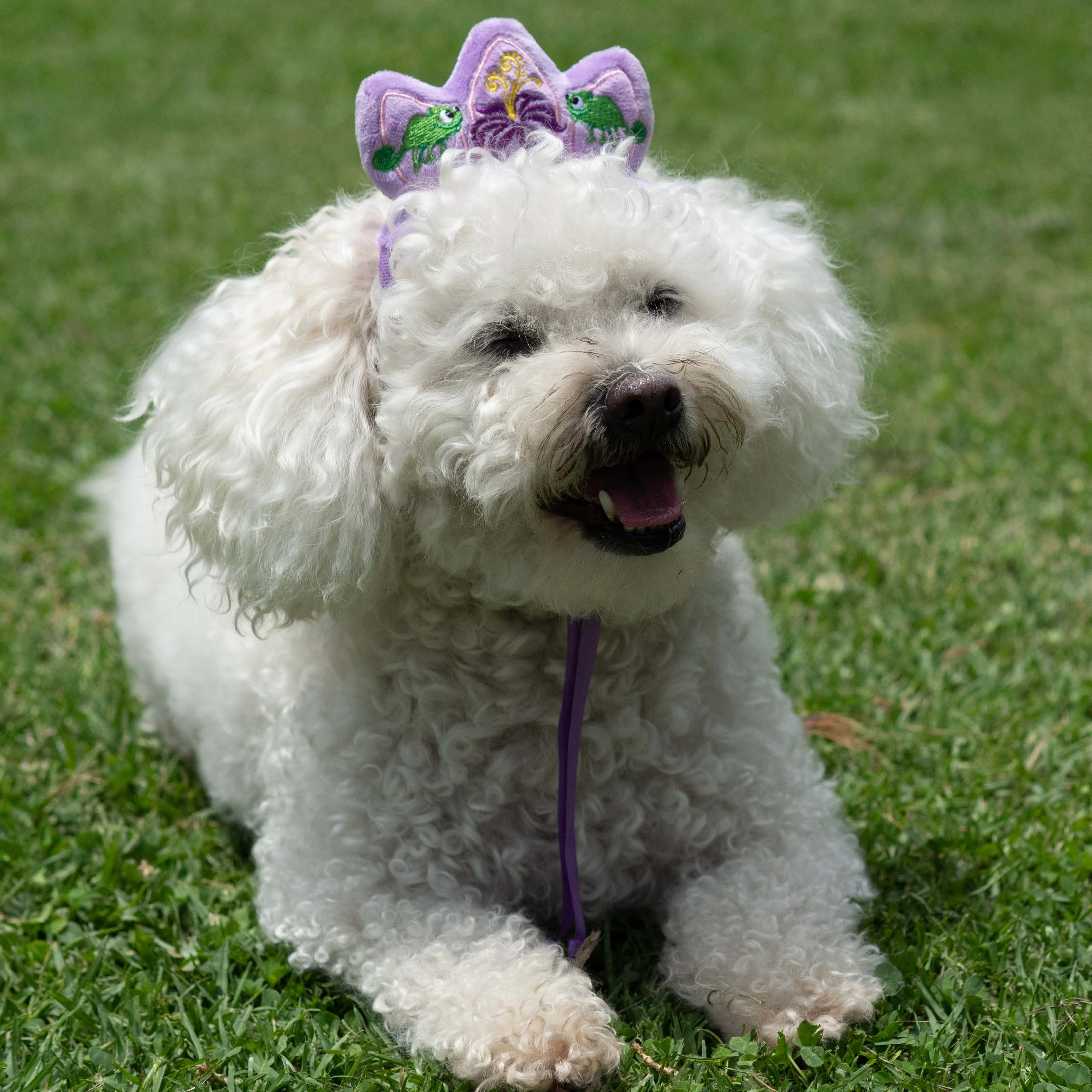 Rapunzel Premium Disney Head Accessory for Pets