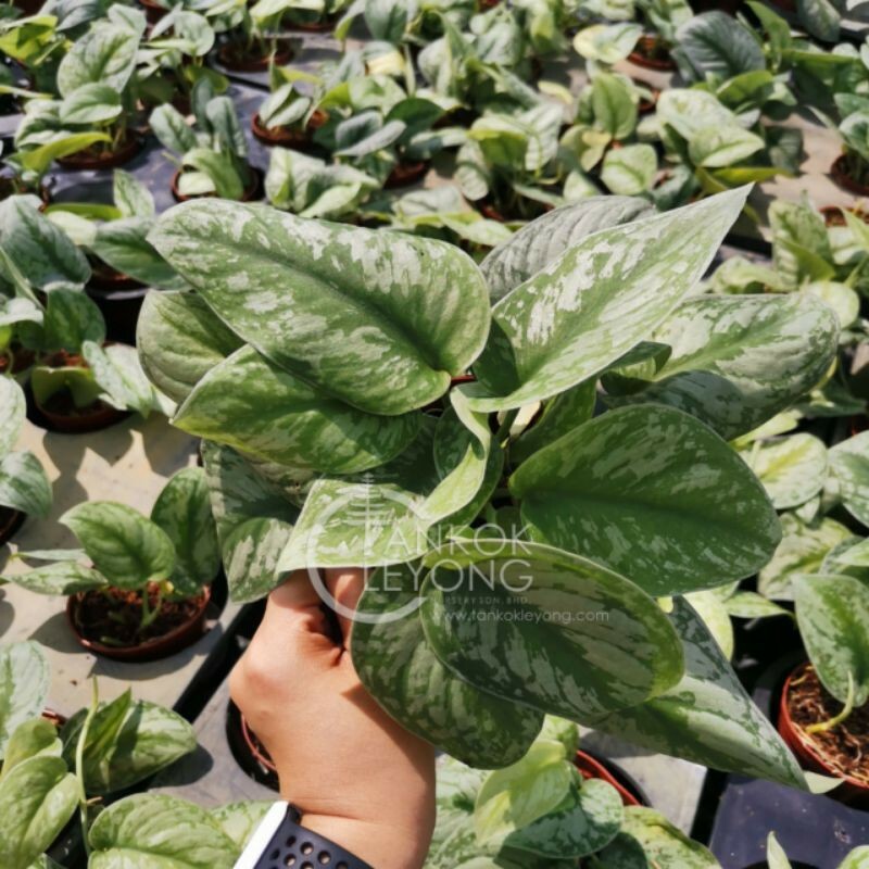 Scindapsus Green Diamond - Etsy scindapsus green daiamond