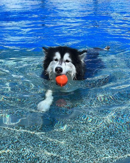 哈士奇狗狗在水中玩球