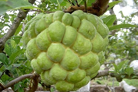 台東院│大目釋迦禮盒-12粒裝(10斤)