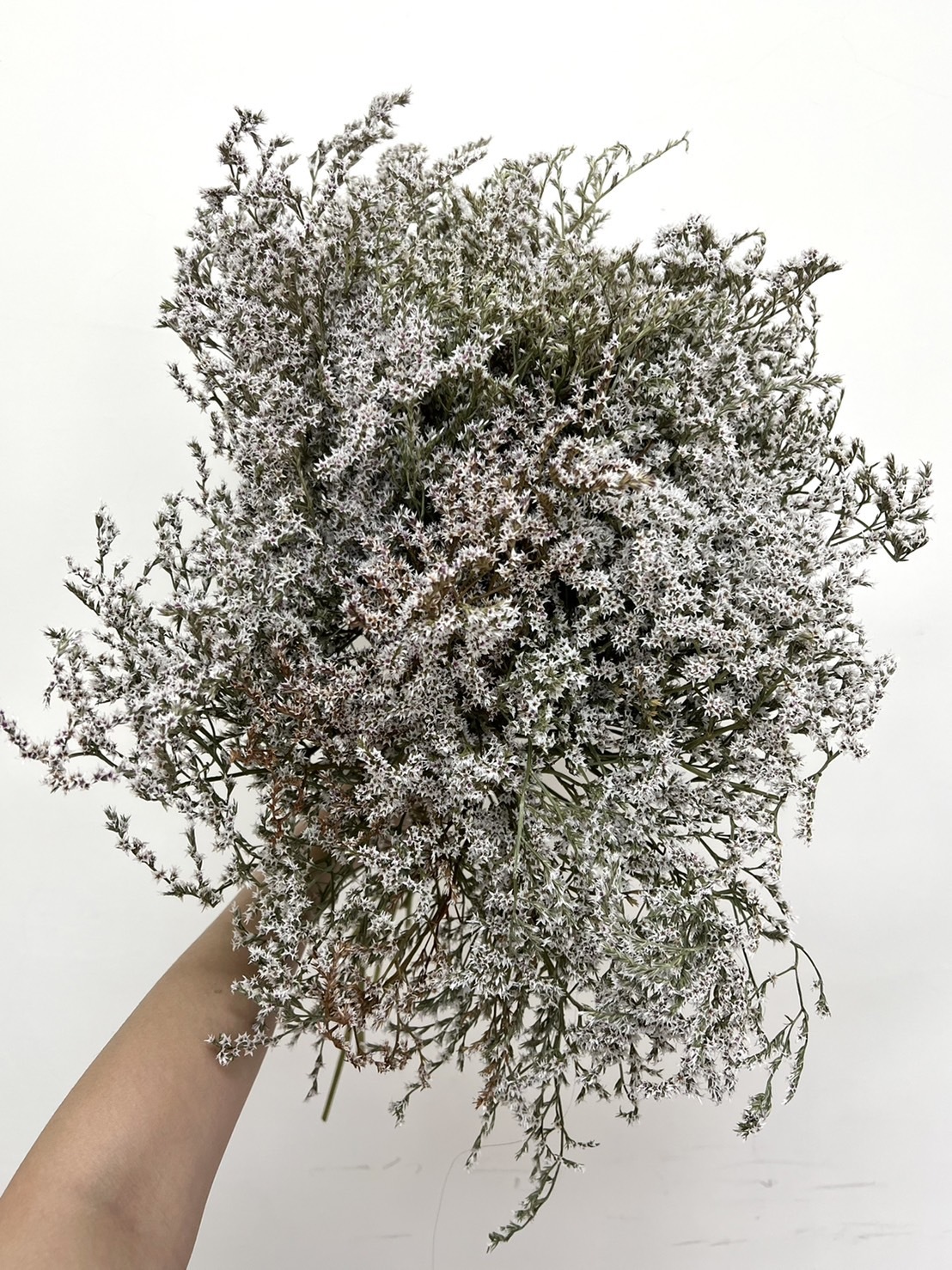 荷蘭乾燥雪花草(原裝把)