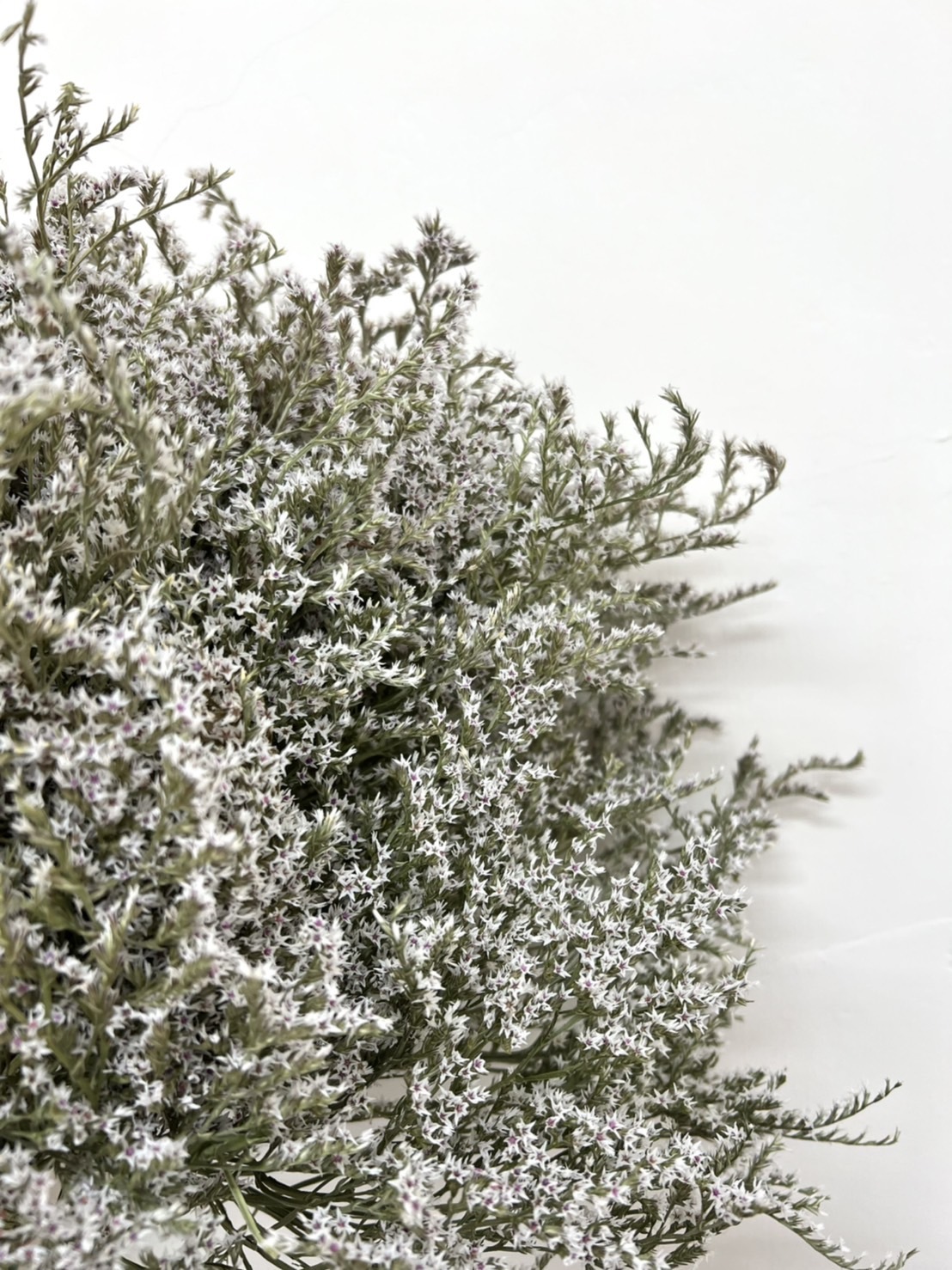 荷蘭乾燥雪花草(原裝把)