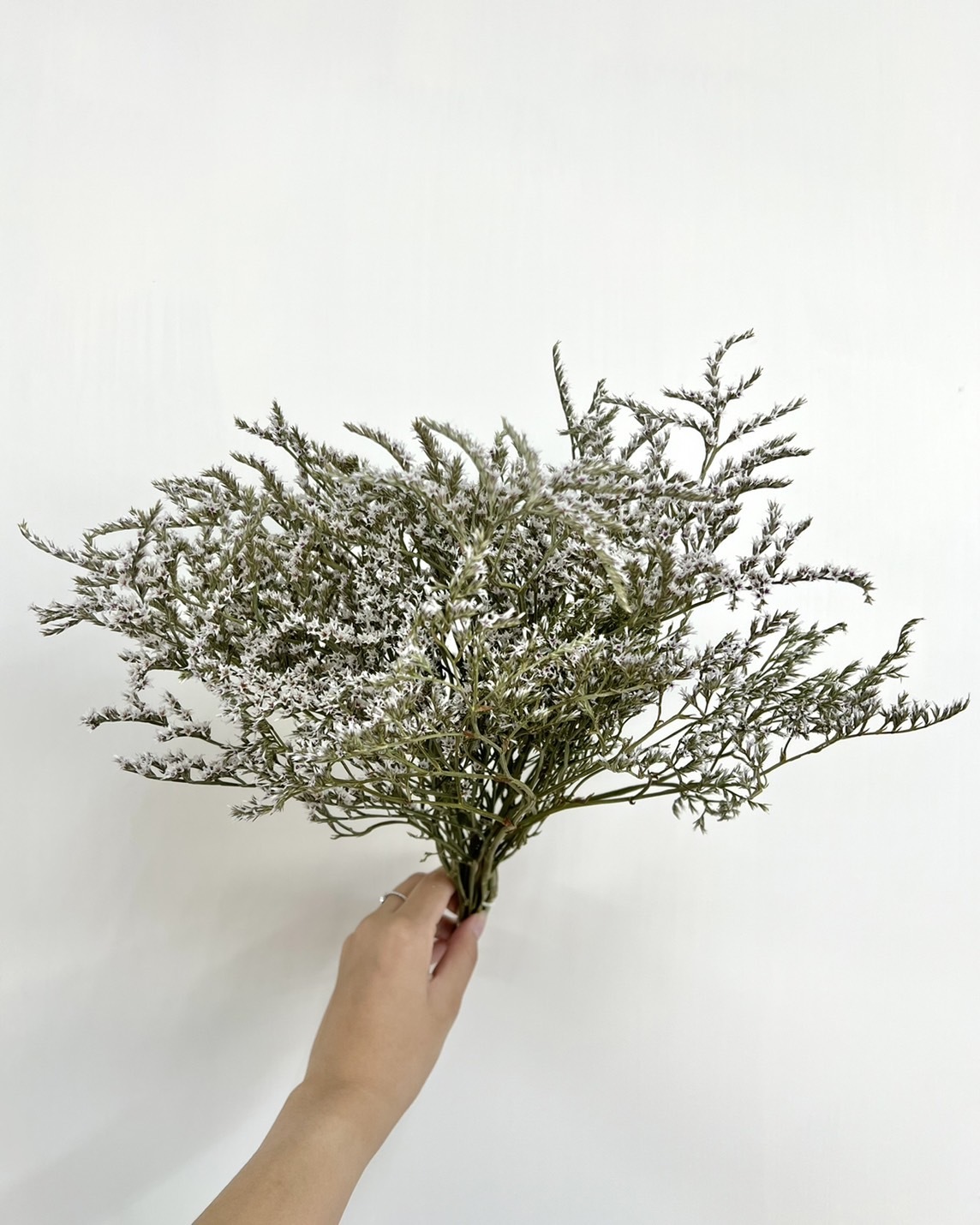 荷蘭乾燥雪花草