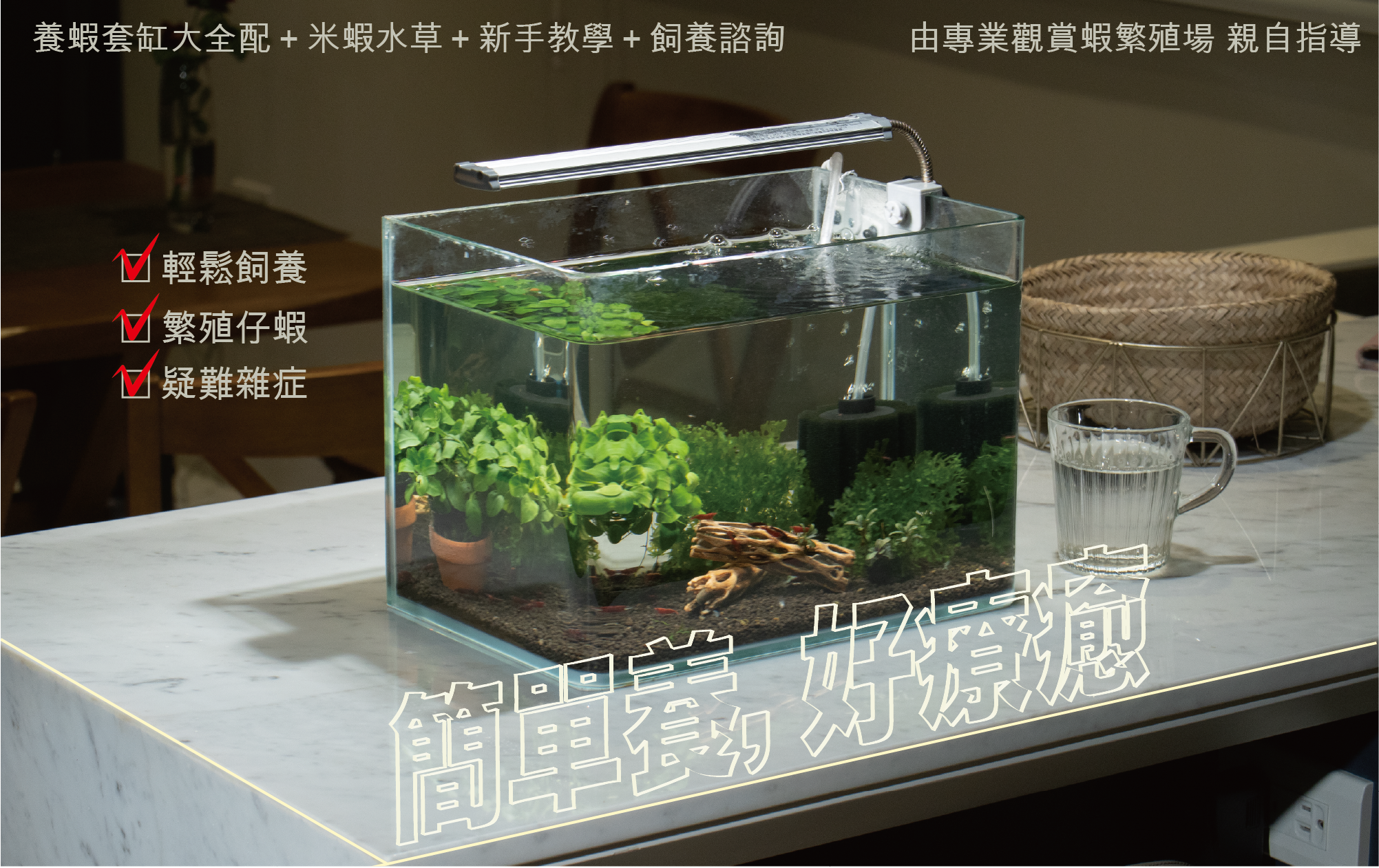 蝦霸水生,養蝦的攀針,觀賞蝦怎麼養,觀賞蝦網購,高雄蝦霸,便宜米蝦,觀賞蝦入門,觀賞蝦價格,米蝦,米蝦種類,觀賞蝦種類,米蝦哪裡買,蝦霸官網,養蝦水族箱,養蝦水質,養蝦溫度,觀賞蝦繁殖,養蝦套缸,套缸,蝦缸,療癒系蝦缸