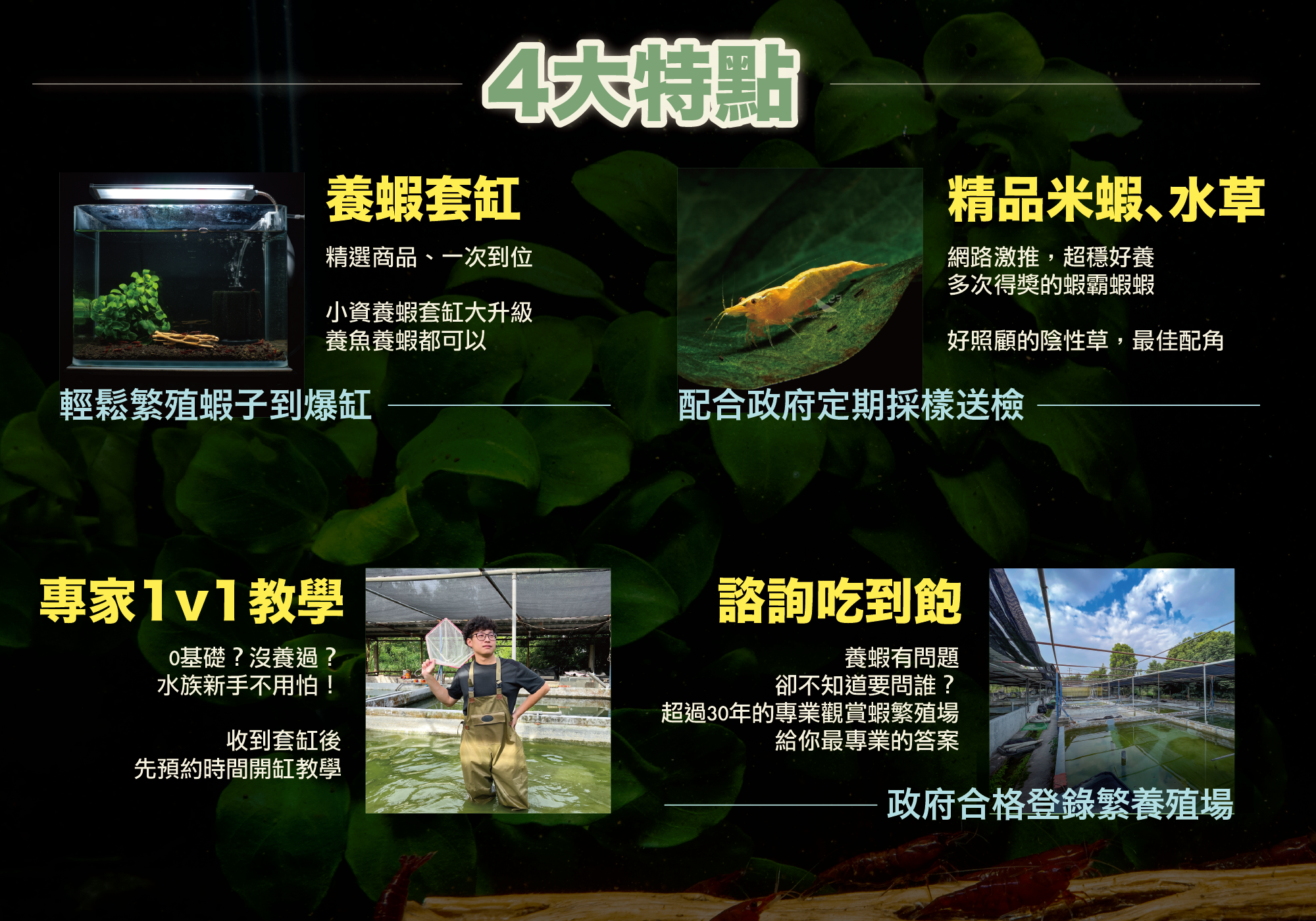 蝦霸水生,養蝦的攀針,觀賞蝦怎麼養,觀賞蝦網購,高雄蝦霸,便宜米蝦,觀賞蝦入門,觀賞蝦價格,米蝦,米蝦種類,觀賞蝦種類,米蝦哪裡買,蝦霸官網,養蝦水族箱,養蝦水質,養蝦溫度,觀賞蝦繁殖,養蝦套缸,套缸,蝦缸,療癒系蝦缸