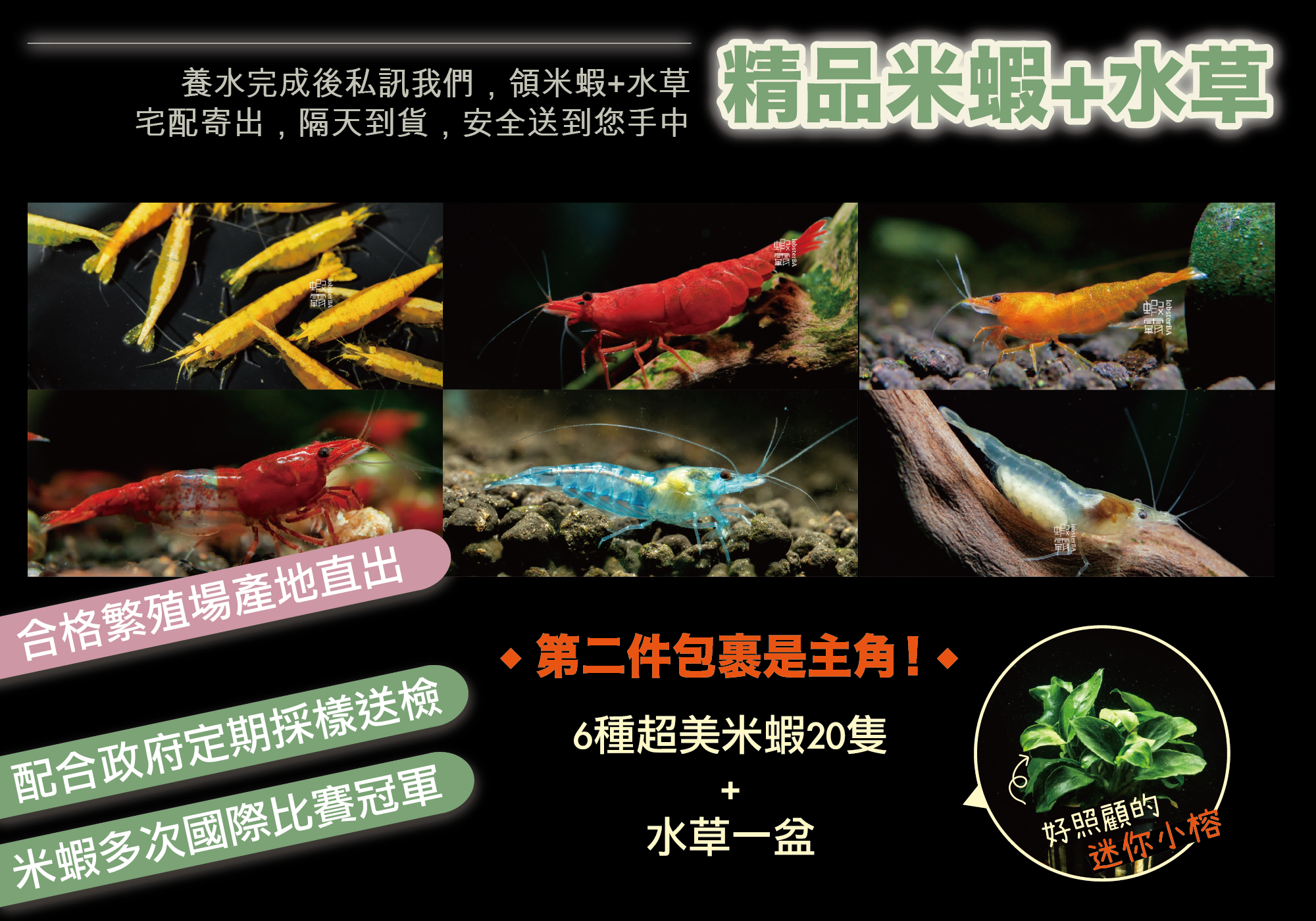 蝦霸水生,養蝦的攀針,觀賞蝦怎麼養,觀賞蝦網購,高雄蝦霸,便宜米蝦,觀賞蝦入門,觀賞蝦價格,米蝦,米蝦種類,觀賞蝦種類,米蝦哪裡買,蝦霸官網,養蝦水族箱,養蝦水質,養蝦溫度,觀賞蝦繁殖,養蝦套缸,套缸,蝦缸,療癒系蝦缸