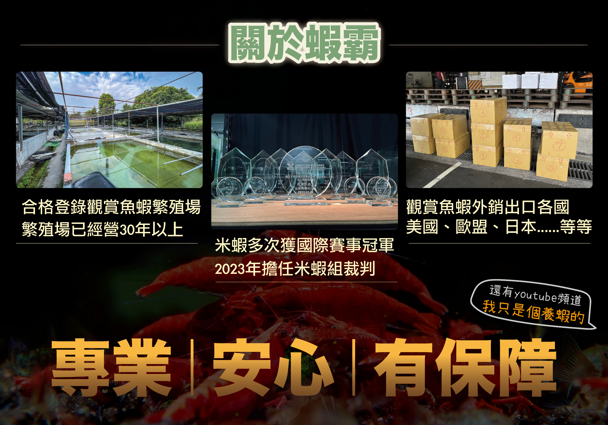 蝦霸水生,養蝦的攀針,觀賞蝦怎麼養,觀賞蝦網購,高雄蝦霸,便宜米蝦,觀賞蝦入門,觀賞蝦價格,米蝦,米蝦種類,觀賞蝦種類,米蝦哪裡買,蝦霸官網,養蝦水族箱,養蝦水質,養蝦溫度,觀賞蝦繁殖,養蝦套缸,套缸,蝦缸,療癒系蝦缸