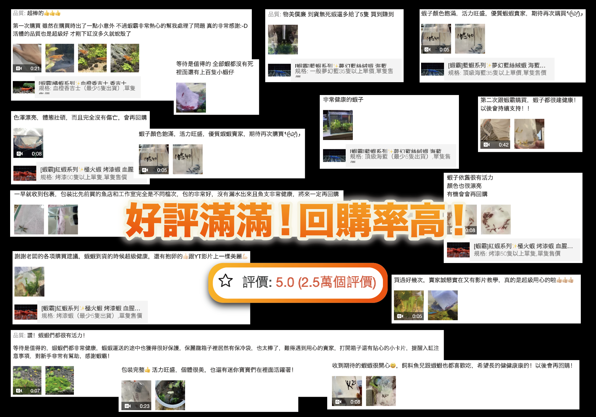 蝦霸水生,養蝦的攀針,觀賞蝦怎麼養,觀賞蝦網購,高雄蝦霸,便宜米蝦,觀賞蝦入門,觀賞蝦價格,米蝦,米蝦種類,觀賞蝦種類,米蝦哪裡買,蝦霸官網,養蝦水族箱,養蝦水質,養蝦溫度,觀賞蝦繁殖,養蝦套缸,套缸,蝦缸,療癒系蝦缸