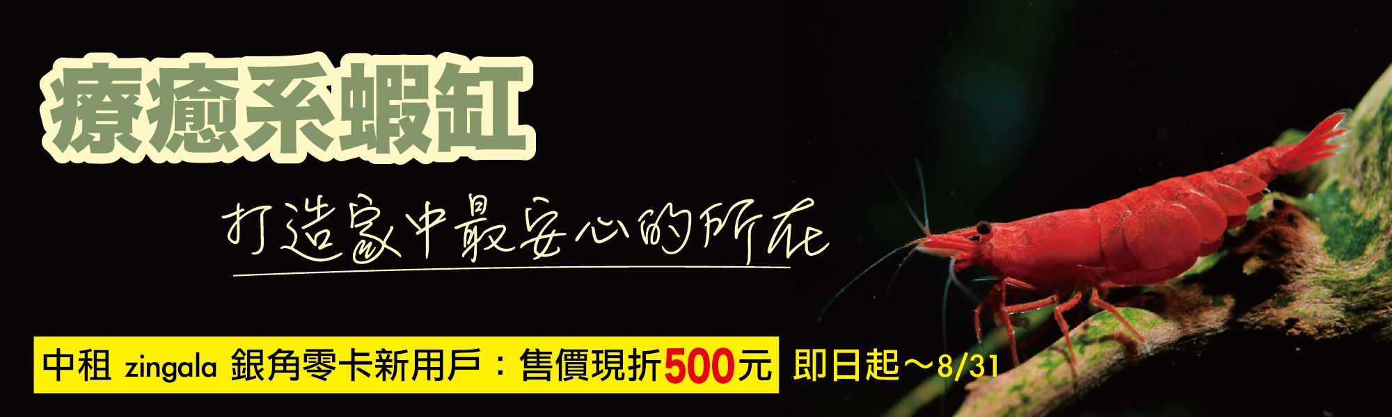 蝦霸水生,養蝦的攀針,觀賞蝦怎麼養,觀賞蝦網購,高雄蝦霸,便宜米蝦,觀賞蝦入門,觀賞蝦價格,米蝦,米蝦種類,觀賞蝦種類,米蝦哪裡買,蝦霸官網,養蝦水族箱,養蝦水質,養蝦溫度,觀賞蝦繁殖,養蝦套缸,套缸,蝦缸,療癒系蝦缸
