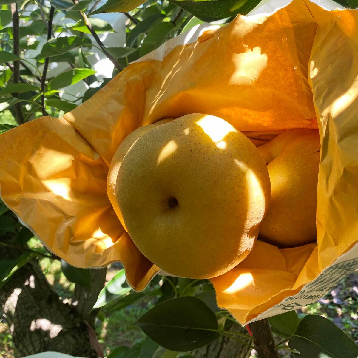 【寶島甘露梨】產季7月~9月