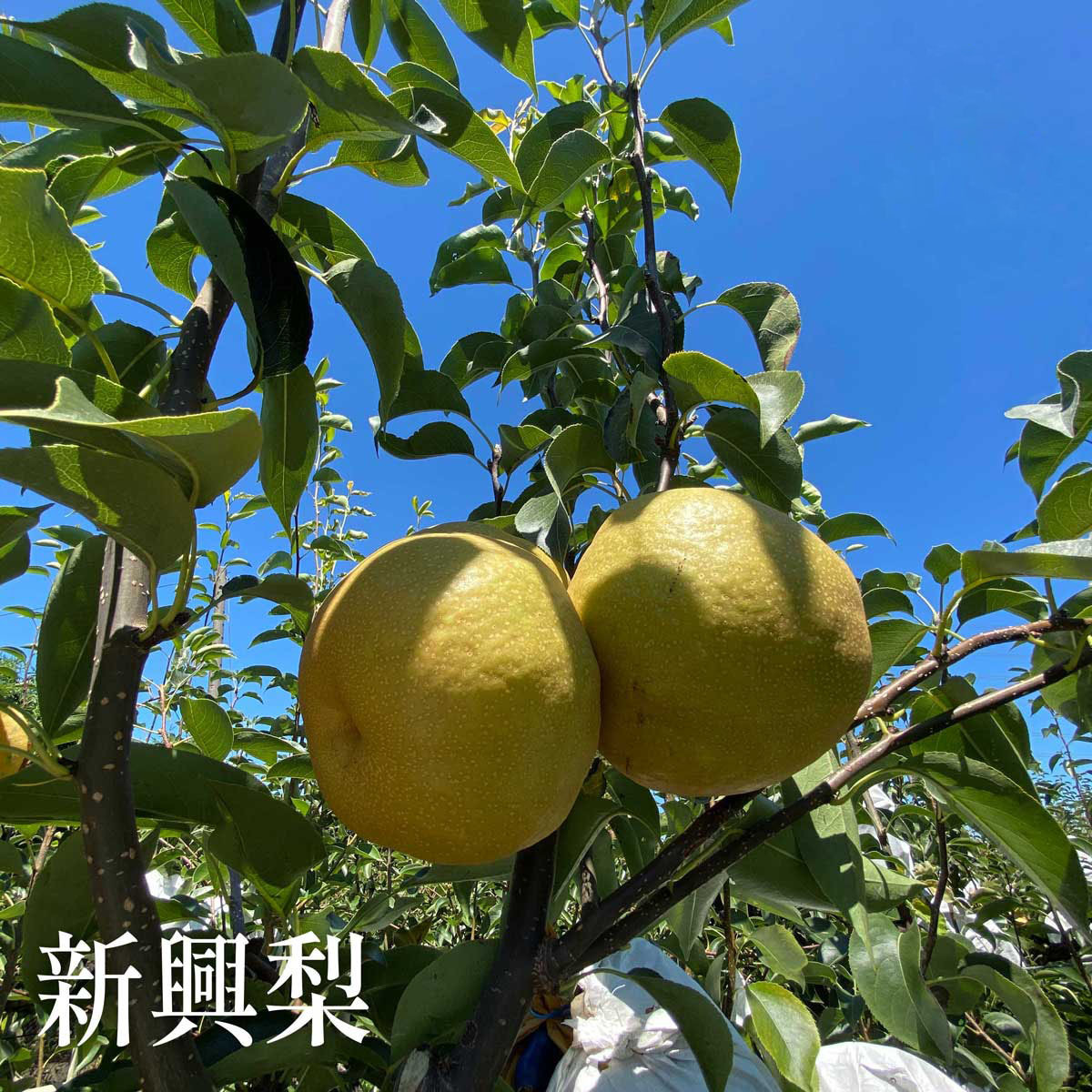 【新興梨】產季7~9月