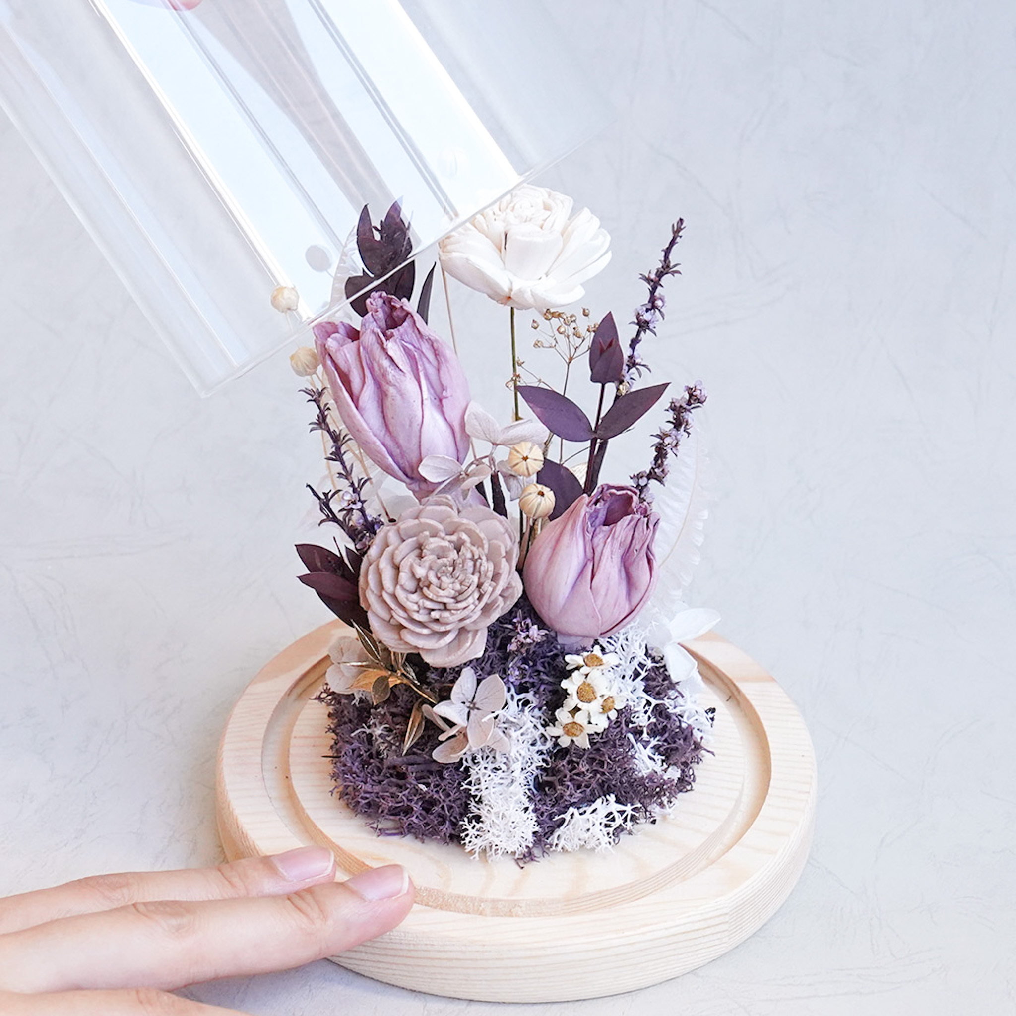 紫色鬱金香,鬱金香玻璃罩推薦,台北鬱金香哪裡買