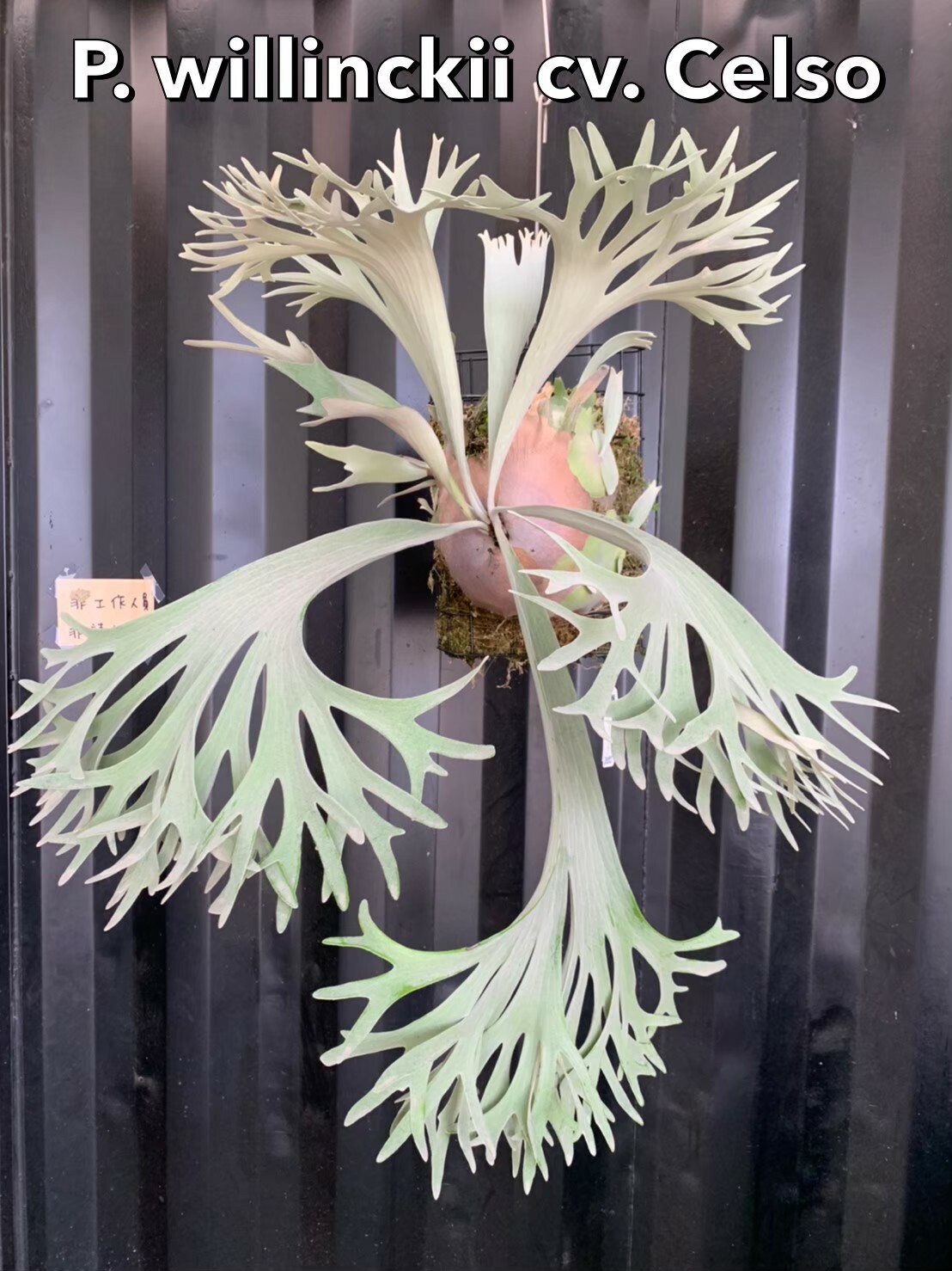 P. willinckii cv. Celso Tatsuta 賽爾索