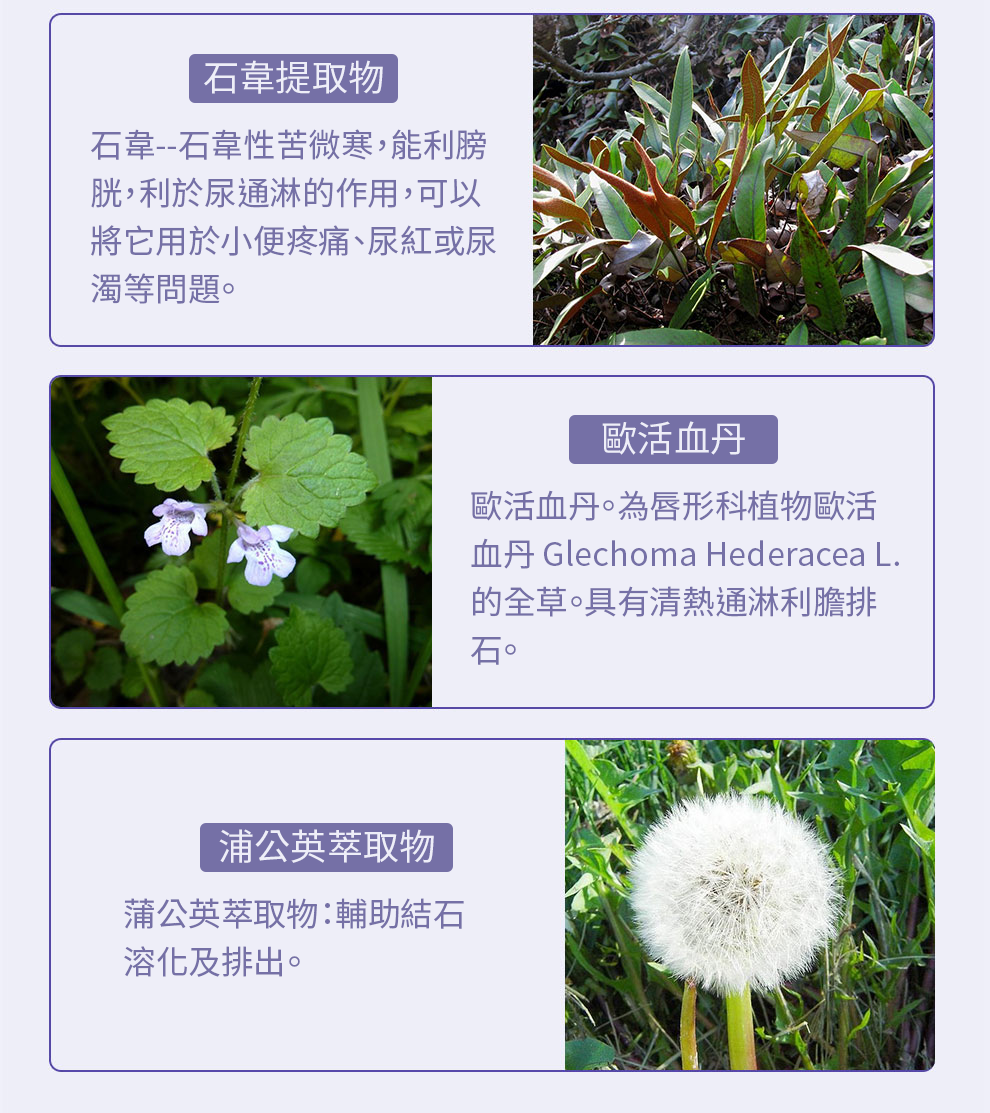 【 Spruce Nutrition 】第二代 MCT 消石素｜30 粒裝（美國原裝行貨）