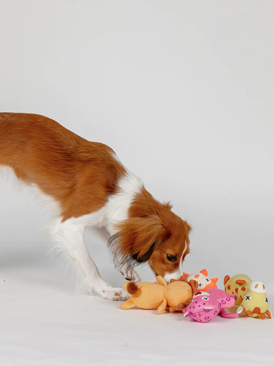 【日本FAD】汪汪小花豹｜狗狗無毒玩具