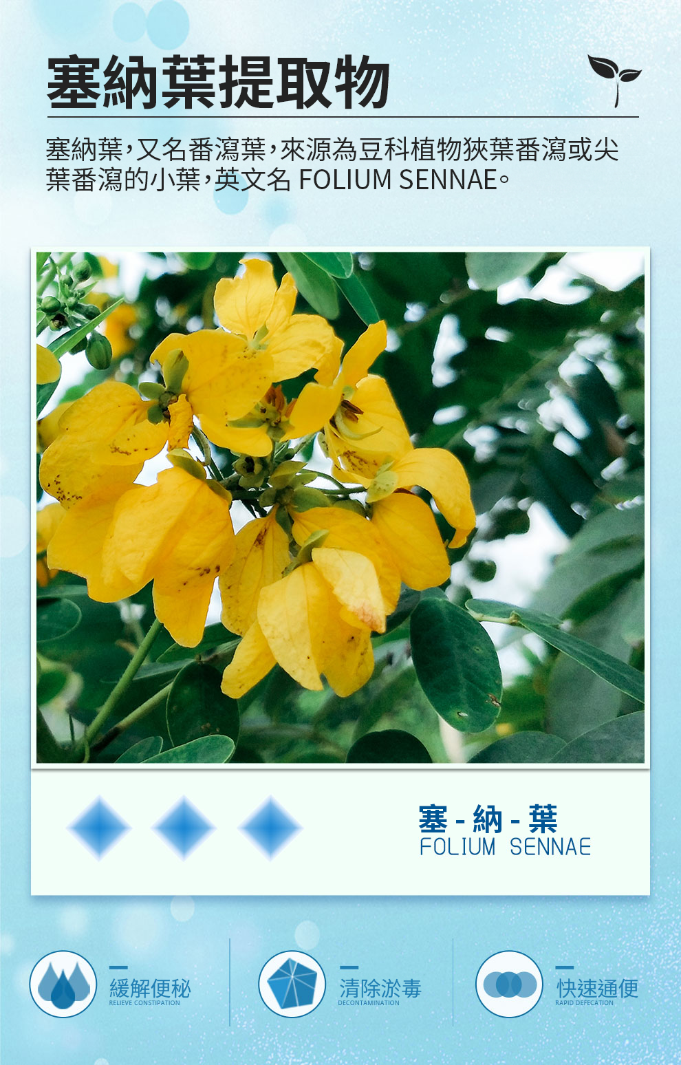 【 Spruce Nutrition 】美國雲杉 甘草酸 四重配方｜FLAMENOID｜30 粒裝（美國原裝行貨）