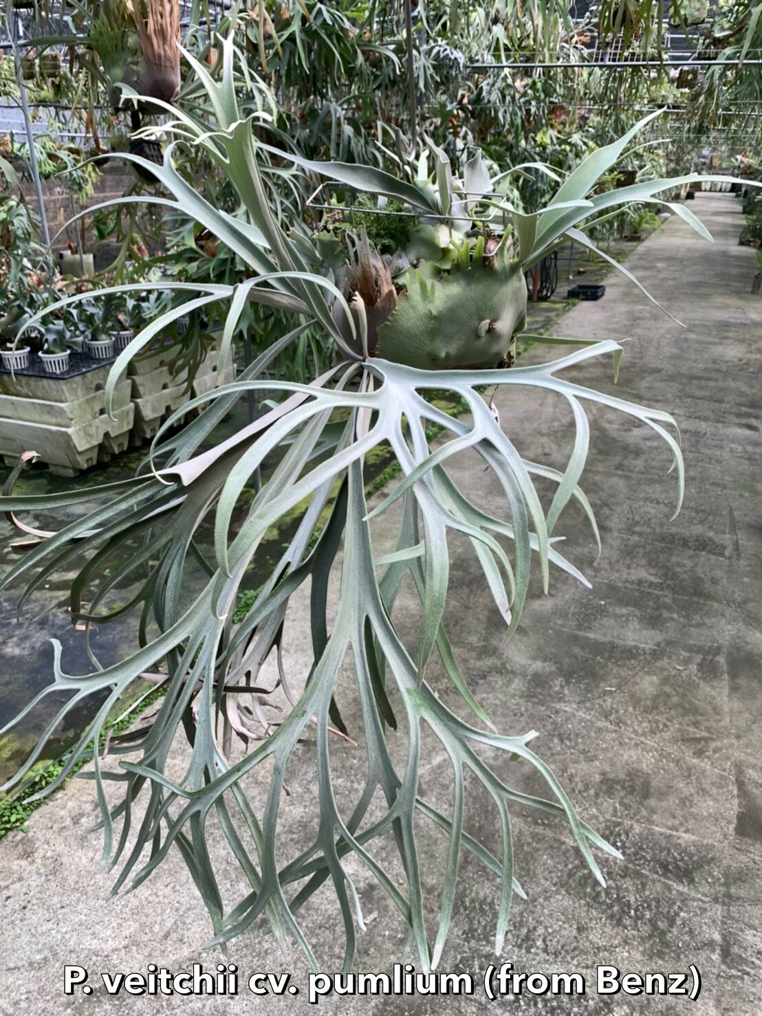 P.veitchii cv. Pumilum OC 親株出品 P.veitchii cv. Pumilum OC 親株出品 ビカクシダ