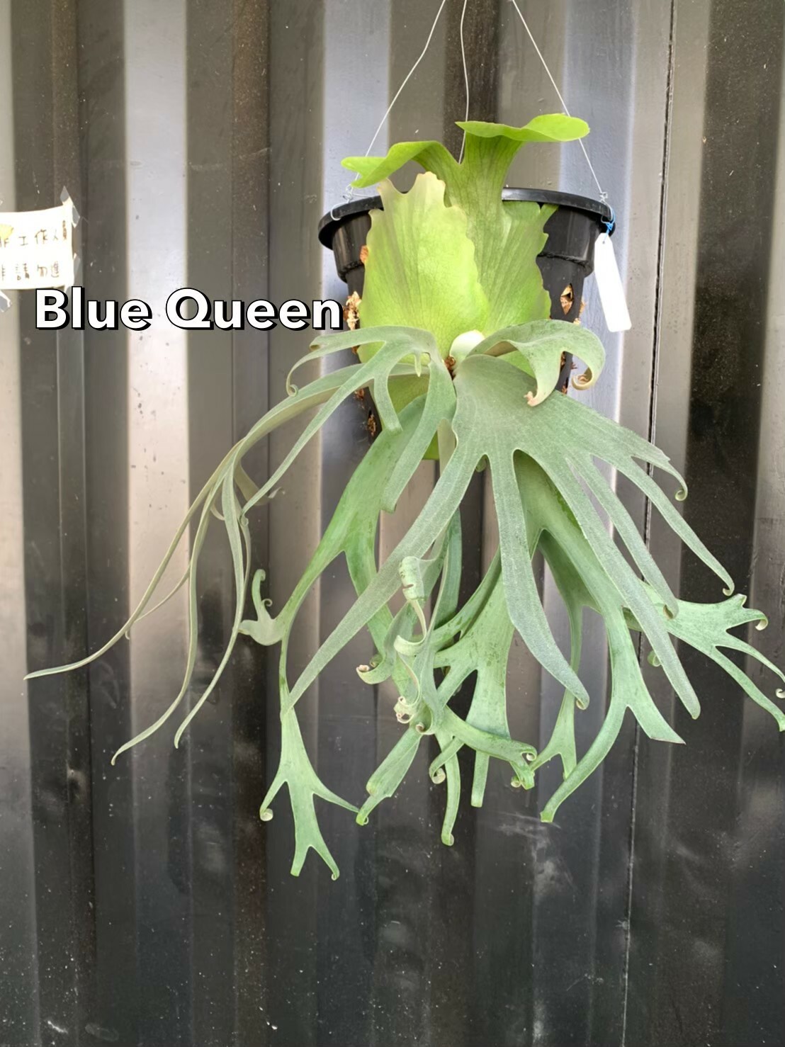 P.willinckii cv. Blue Queen 藍皇后