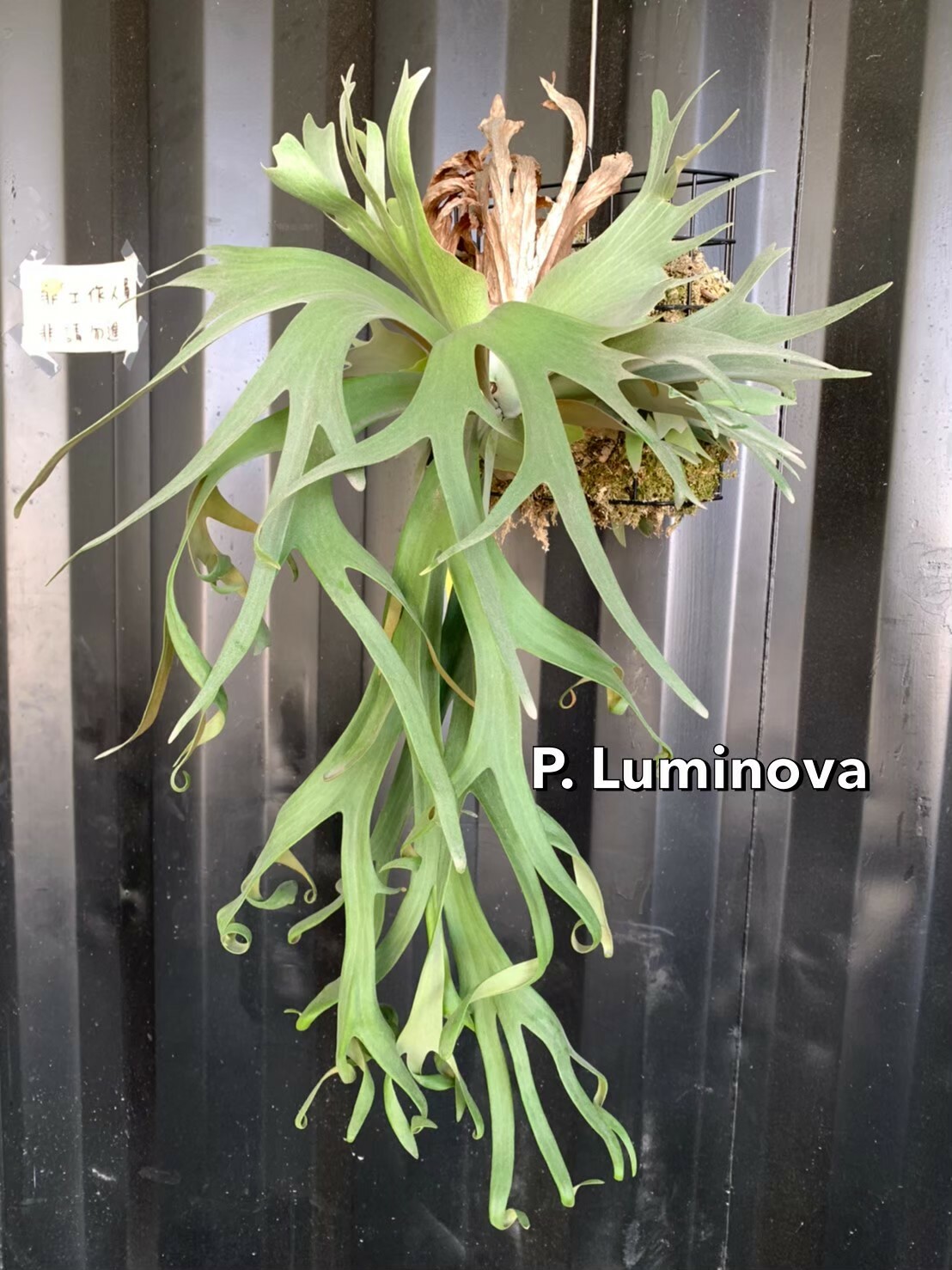 P.willinckii cv. Luminova 夜光