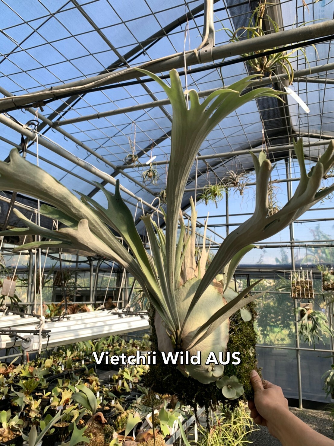 P. veitchii wild Australia(oc)(ビーチーワイルド
