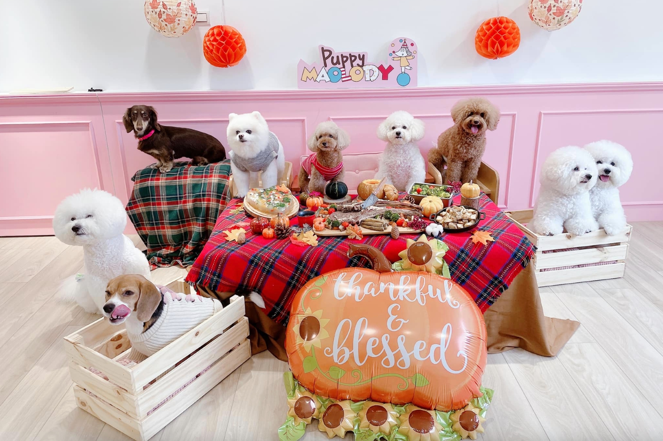 PEHOM 線下店面 | 毛樂地 Puppy Maolody