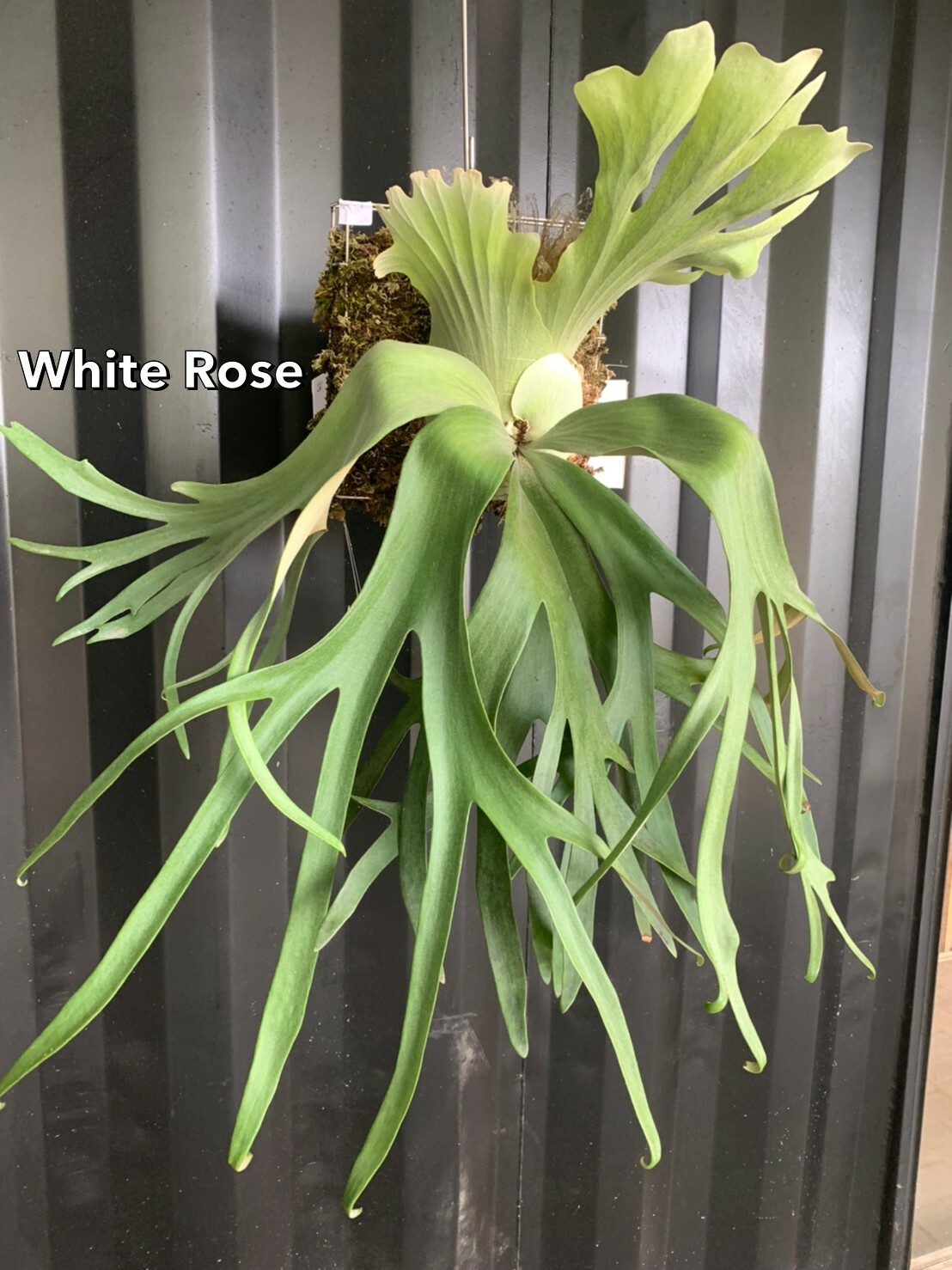 P.willinckii White rose 胞子 ホワイトローズ ビカクシダ