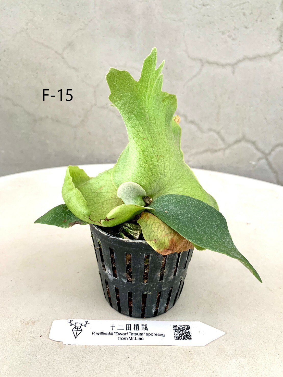 完成品 P. spore Tatsuta' 'Dwarf willinckii 植物/観葉植物