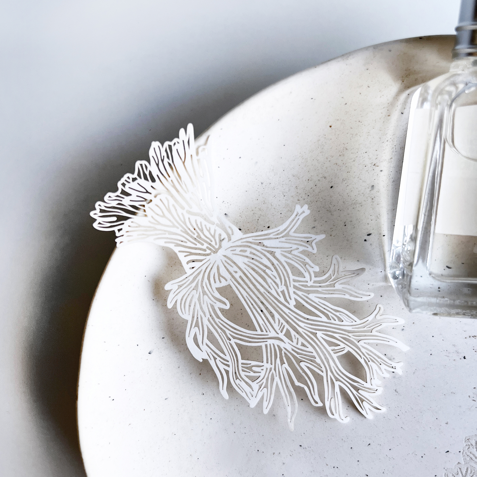 台灣 只有蕨｜蕨類標本紙雕 3.0