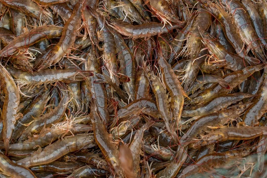 長濱活凍Q彈無毒白蝦【解凍不縮水!】產銷履歷認證! 台東太平洋海水養殖