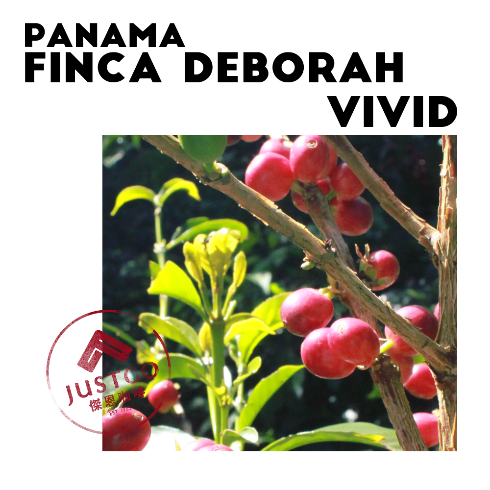 [生豆] 巴拿馬 Finca Deborah Vivid（燦爛）GESHA 二氧化碳浸漬日曬+水洗