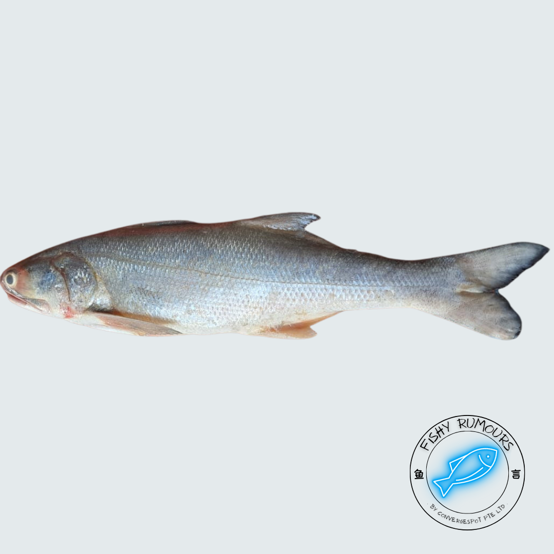 Threadfin Fish
