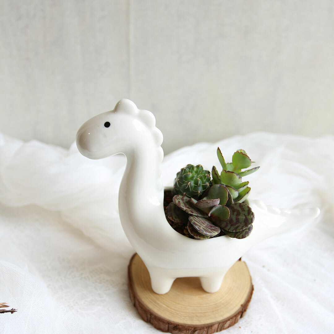 PD152｜恐龍仙人掌