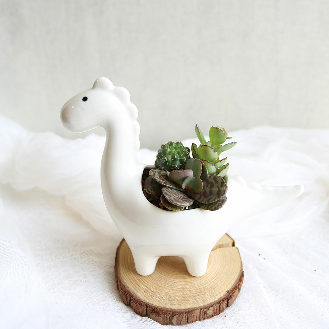 PD152｜恐龍仙人掌