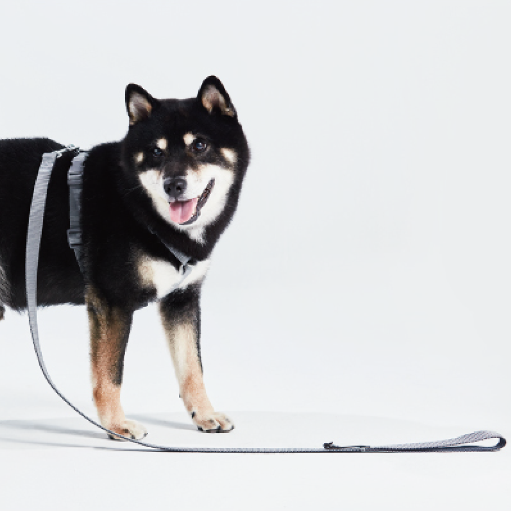 tails&me 尾巴與我 | APUJAN尾巴探險記-墨點犬胸背帶