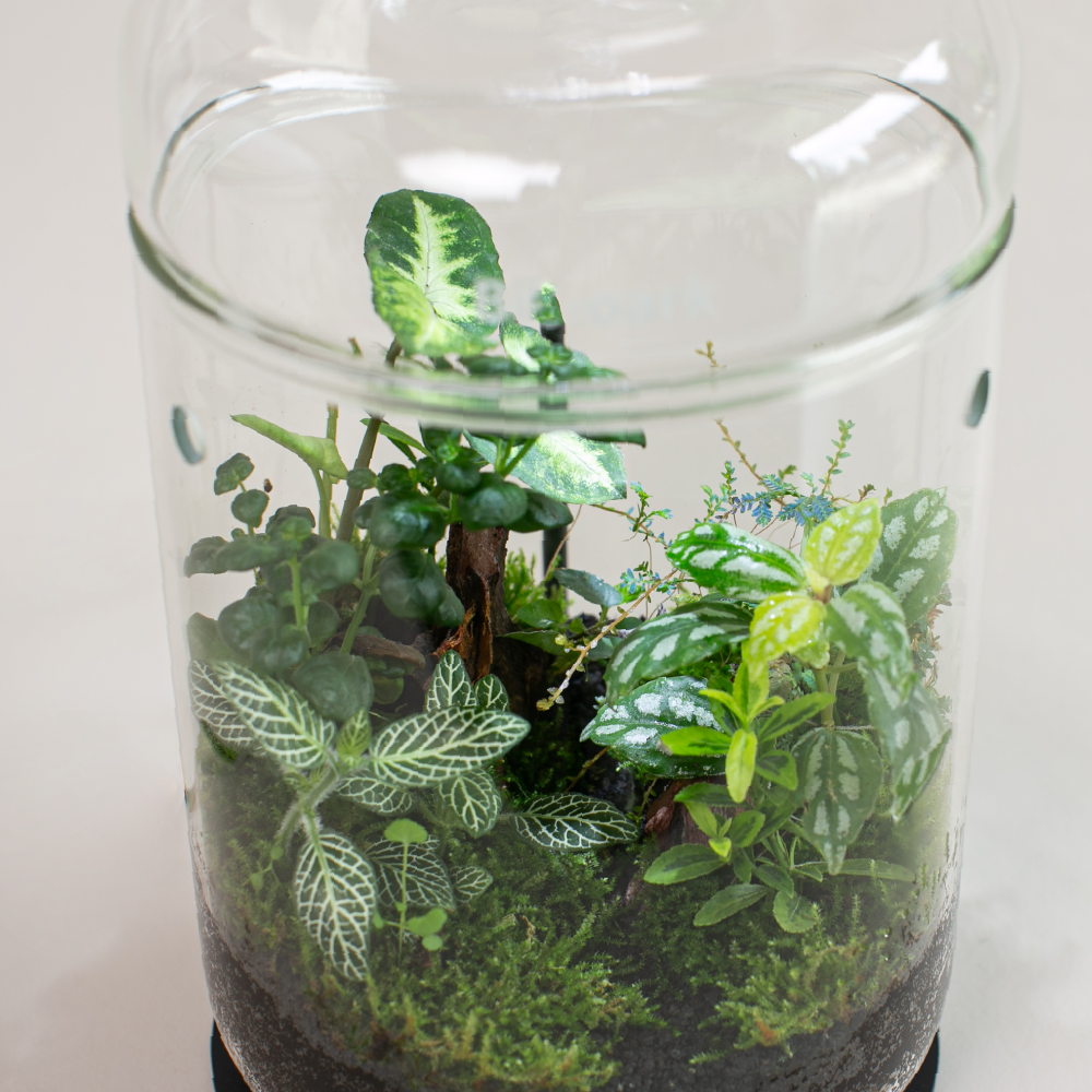 直筒 │集露生態瓶