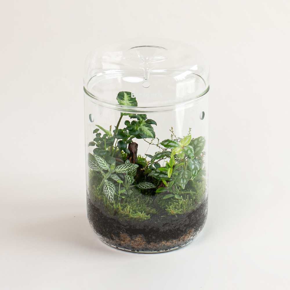 直筒 │集露生態瓶