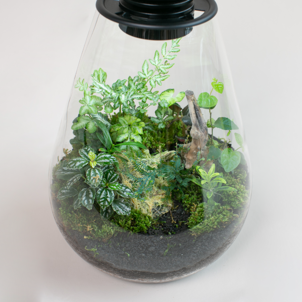 LED 弧型 │蕨醒生態瓶