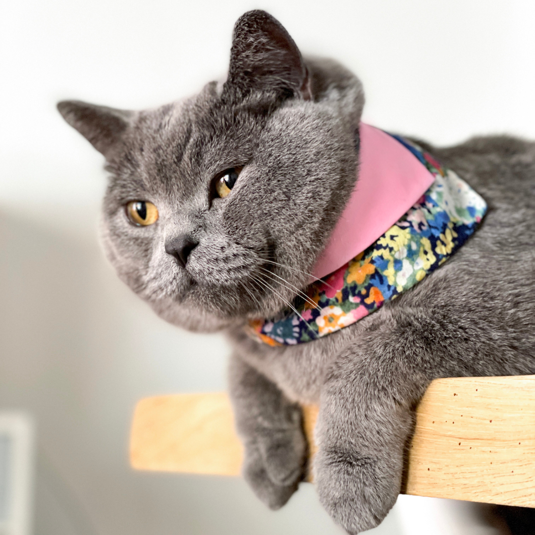 寵物領巾, 貓咪領巾, 狗狗領巾, 狗領巾, 貓領巾