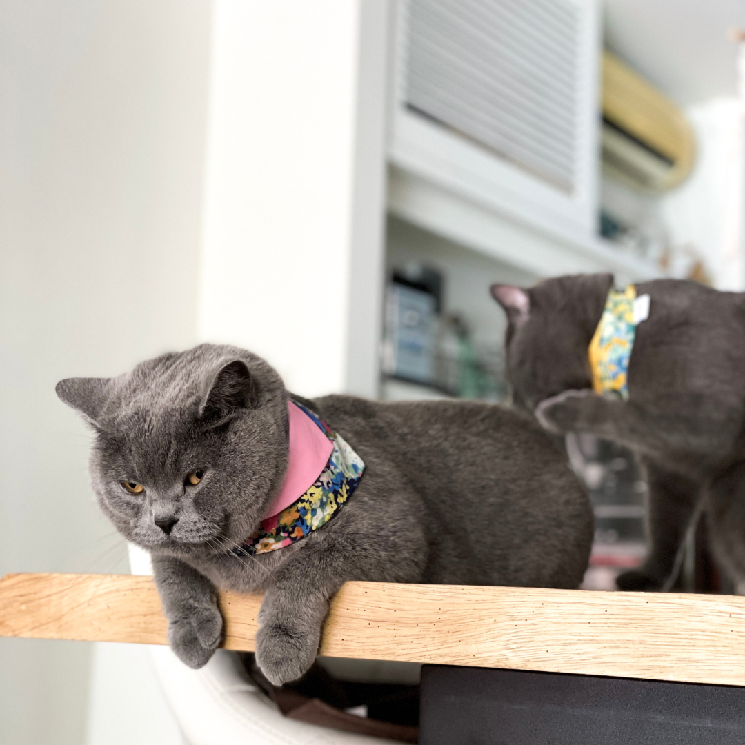 寵物領巾, 貓咪領巾, 狗狗領巾, 狗領巾, 貓領巾