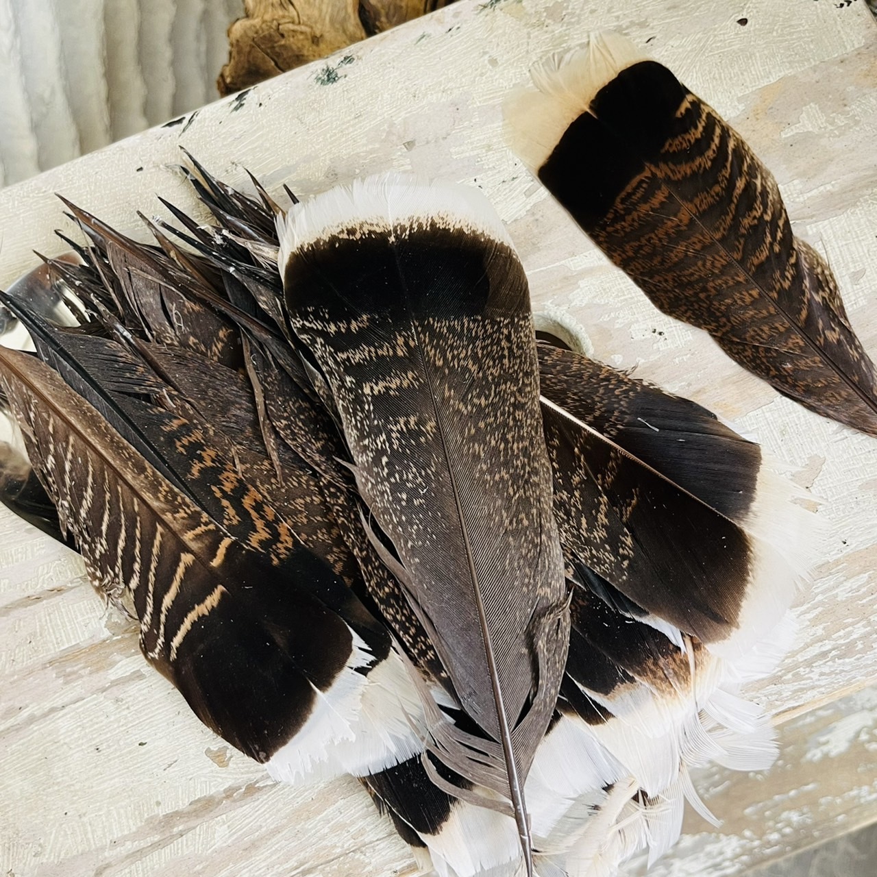 [原石] 南美火雞羽毛 薩滿淨化儀式 風元素魔法聖品