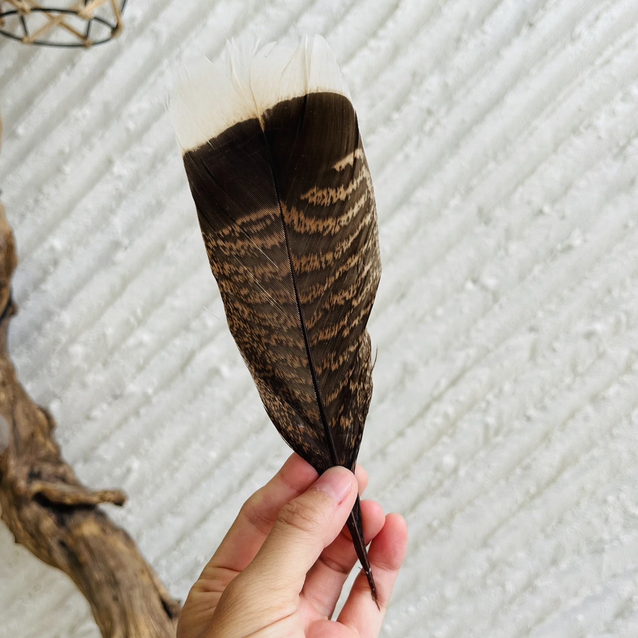 [原石] 南美火雞羽毛 薩滿淨化儀式 風元素魔法聖品