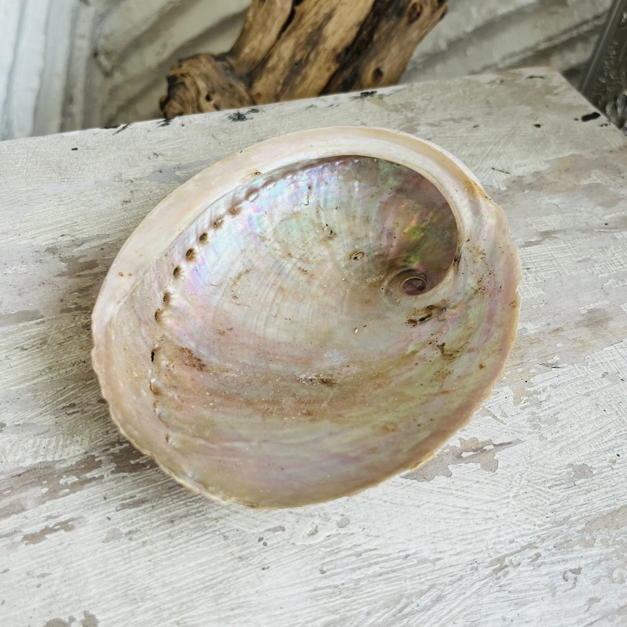 [原石] 加州鮑魚貝 淨化器皿 祭壇儀式用品