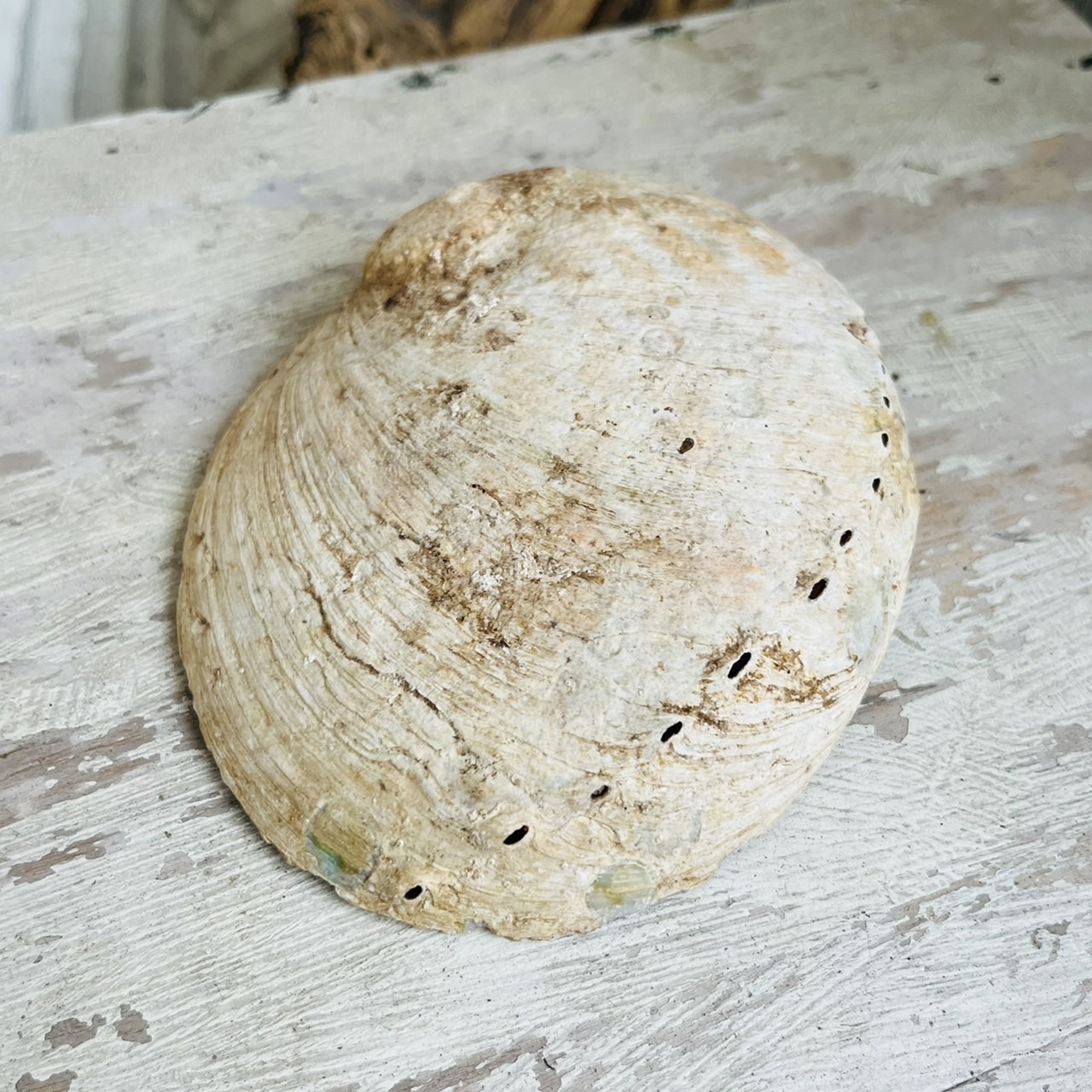 [原石] 加州鮑魚貝 淨化器皿 祭壇儀式用品