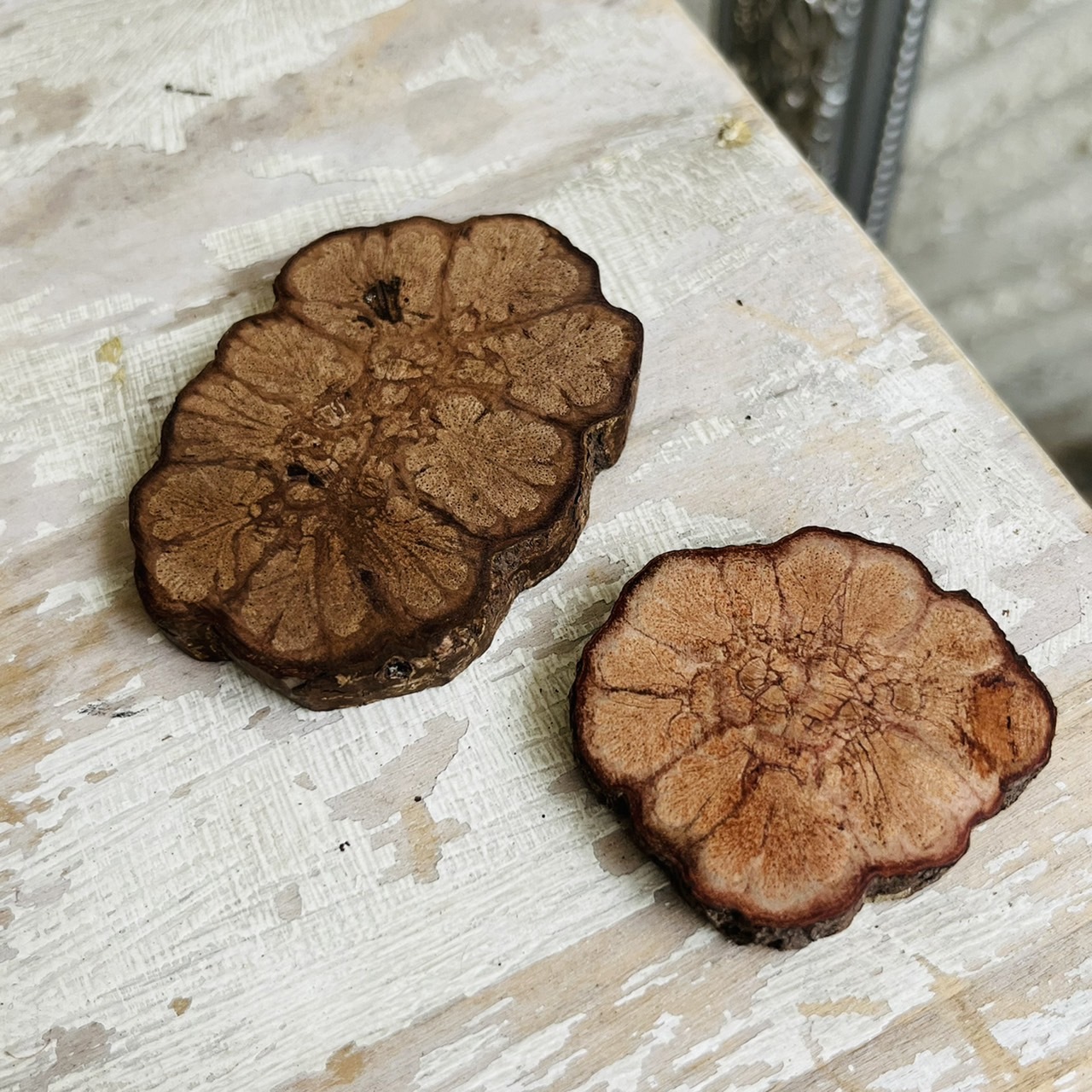 [原石] 菊花藤 原木 水晶展示墊