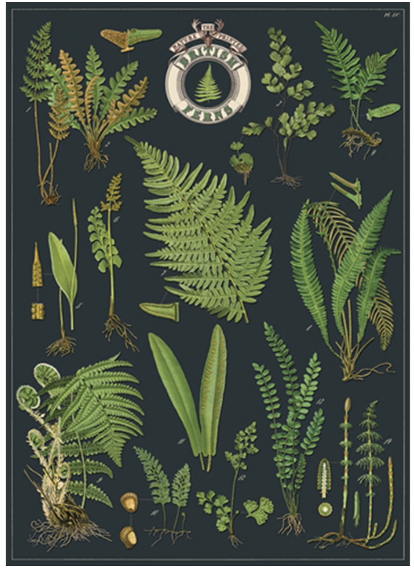 Cavallini｜美國 Cavallini & Co.包裝紙/海報 - 英國蕨類植物