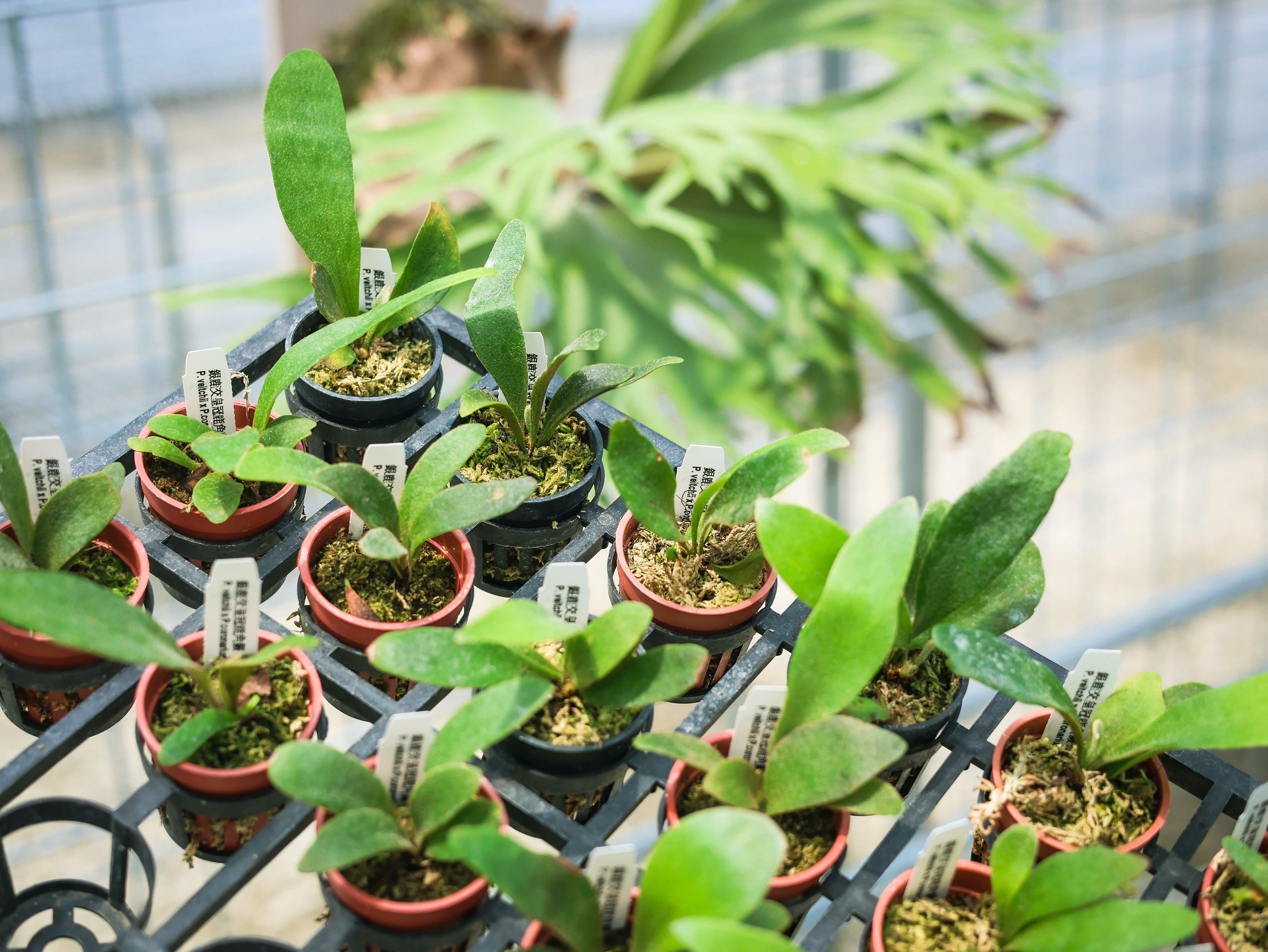 銀鹿交皇冠鹿角蕨1.7吋盆鹿角蕨蕨類植物鹿角蕨上板觀葉植物園藝植栽