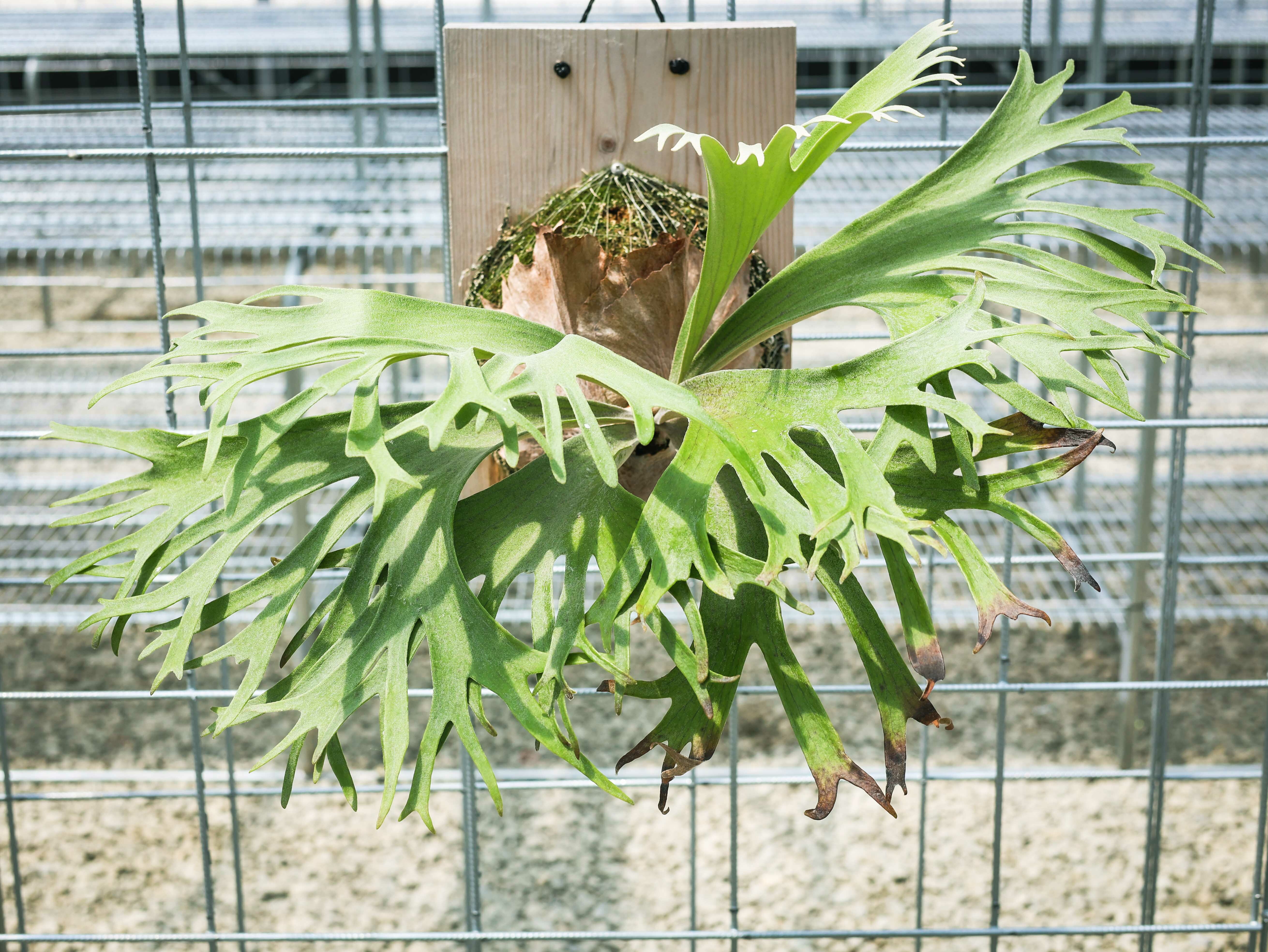銀鹿交皇冠鹿角蕨1.7吋盆鹿角蕨蕨類植物鹿角蕨上板觀葉植物園藝