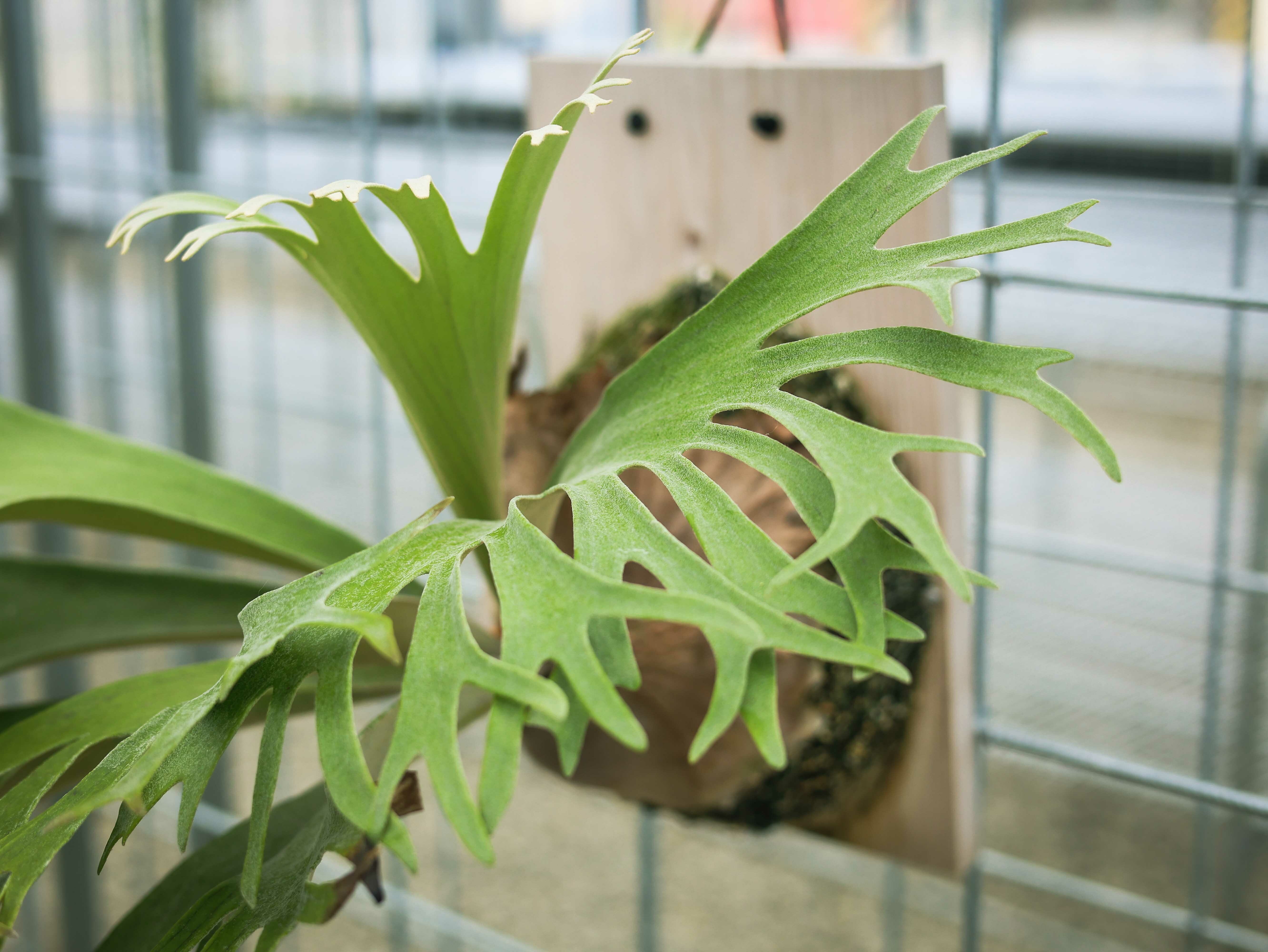 銀鹿交皇冠鹿角蕨1.7吋盆鹿角蕨蕨類植物鹿角蕨上板觀葉植物園藝植栽